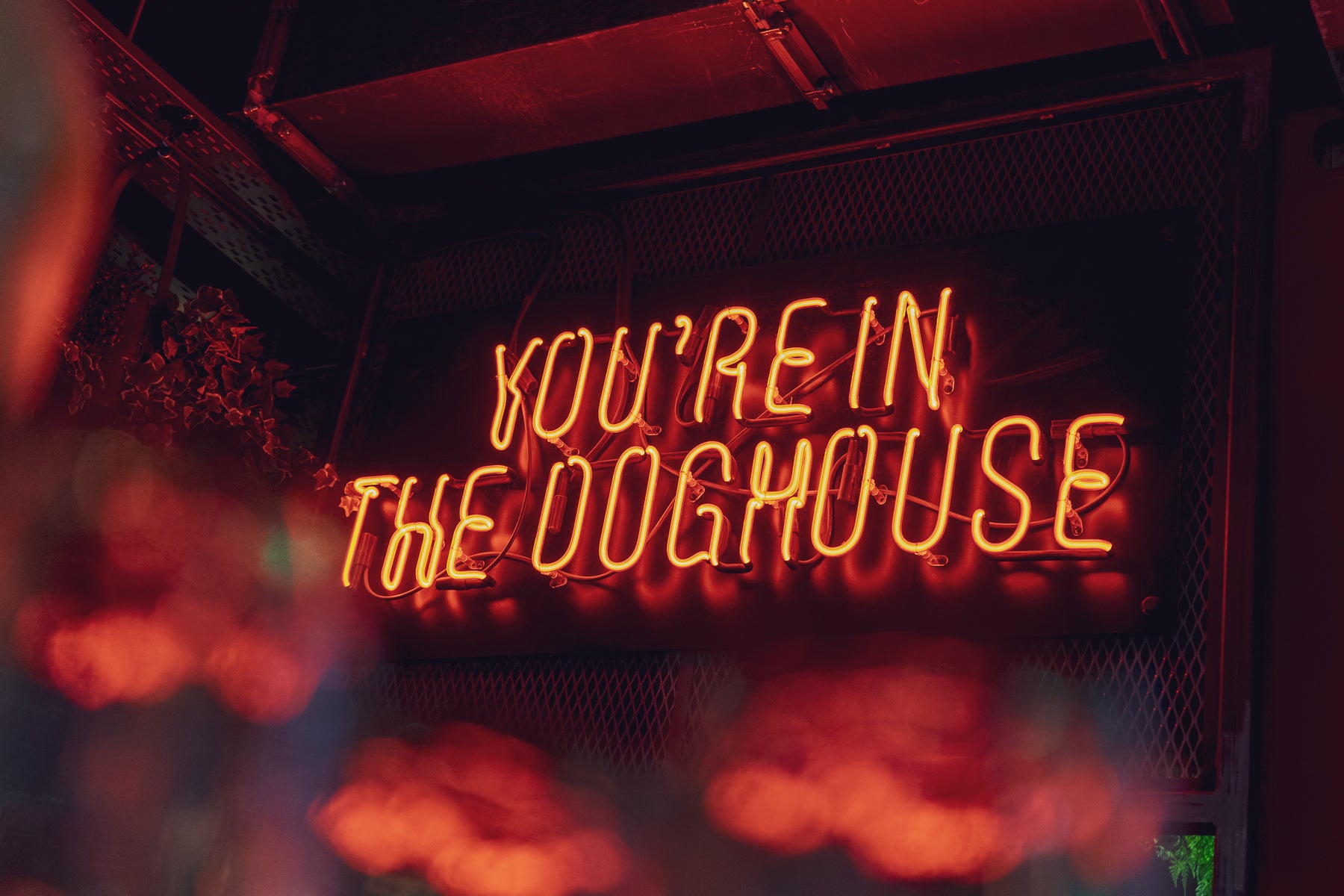 Case Study - The Doghouse Hotel